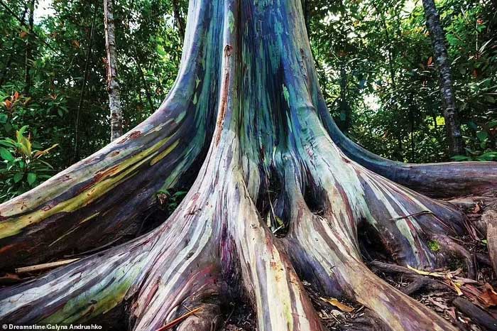 Rainbow Eucalyptus