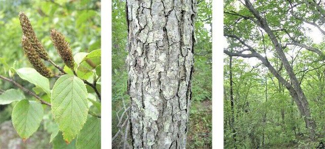 The black birch can withstand bullets