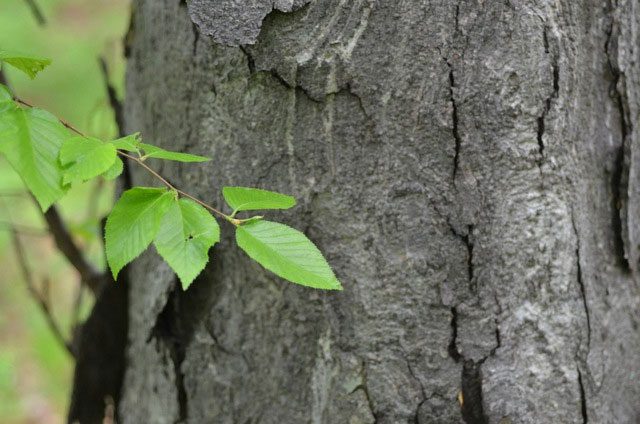  The black birch is referred to as the "king of woods." 