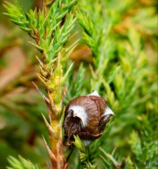 Close-up of the Golden Vietnamese Cypress.