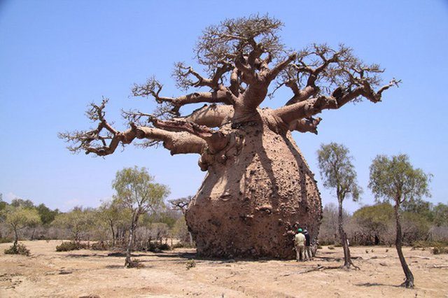 Baobab Tree