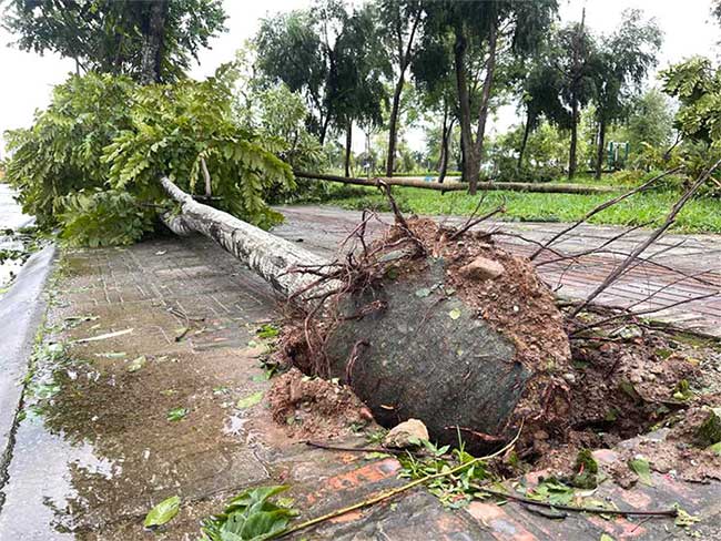 Uprooted tree with intact soil ball.