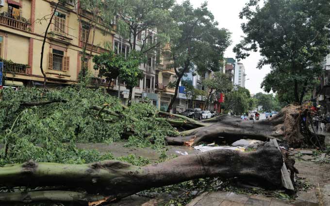 Ancient tree fallen across Giang Van Minh street