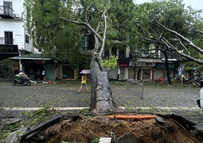 Red sưa tree uprooted on Hang Dau street