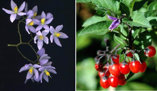 A variety of ornamental plants containing deadly toxins