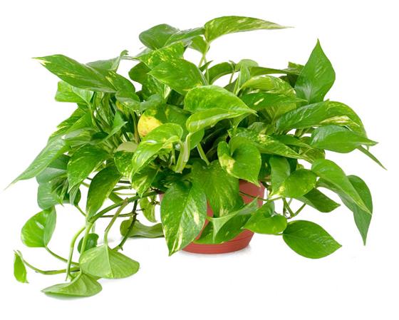 Philodendron