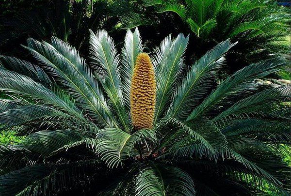 Cycad