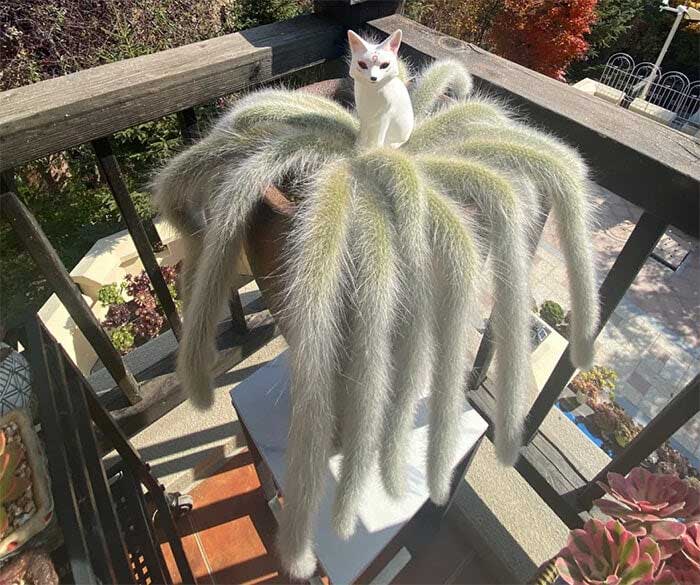 The soft body covered with white hairs makes the Nine-Tailed Fox Plant very attractive.