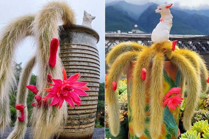 The Fox Tail Cactus can bloom beautifully after 2 years.