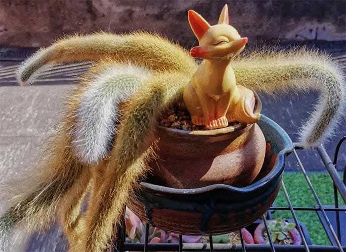 The pot for the Nine-Tailed Fox Plant should not be too large to avoid waterlogging.