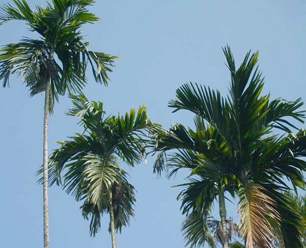 Betel palm leaves are structured to help reduce wind impact.