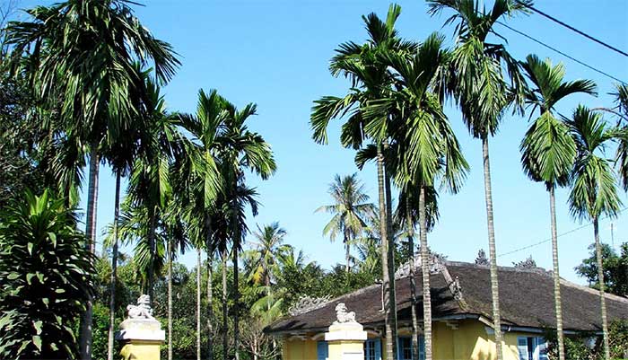 The betel palm is connected to Vietnamese rural life.