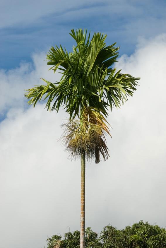 The ancestors of the betel palm were there to watch dinosaurs walk the Earth.