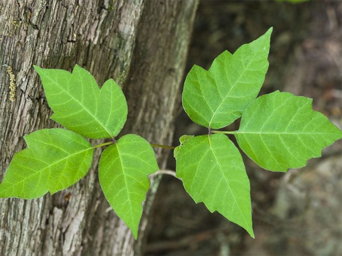 Plants can also contain both toxins and venom.