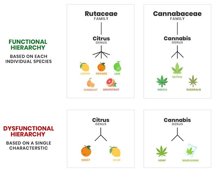 Comparison of how citrus fruits are classified with Cannabis