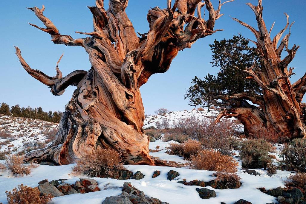 Methuselah Tree growing on the White Mountains, California, USA