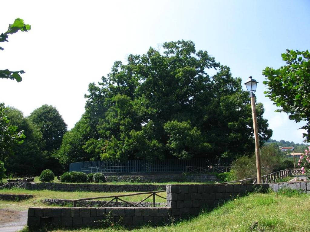 The largest and oldest chestnut tree in the world grows on Mount Etna, Sicily, Italy. The age of the tree is estimated to be between 2,000 and 4,000 years.