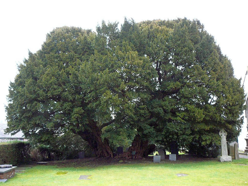 Cypress tree located at a small church in the village of Llangernyw, North Wales, approximately 4,000 years old.