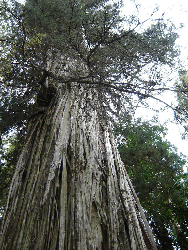 Alerce, a common name for the Fitzroya cupressoides species, native to the Andes mountains