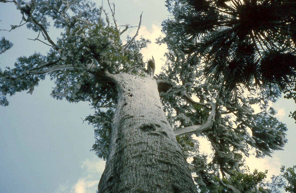 The Senator, located in Florida, is the largest cypress tree in the U.S., estimated to be around 3,500 years old.