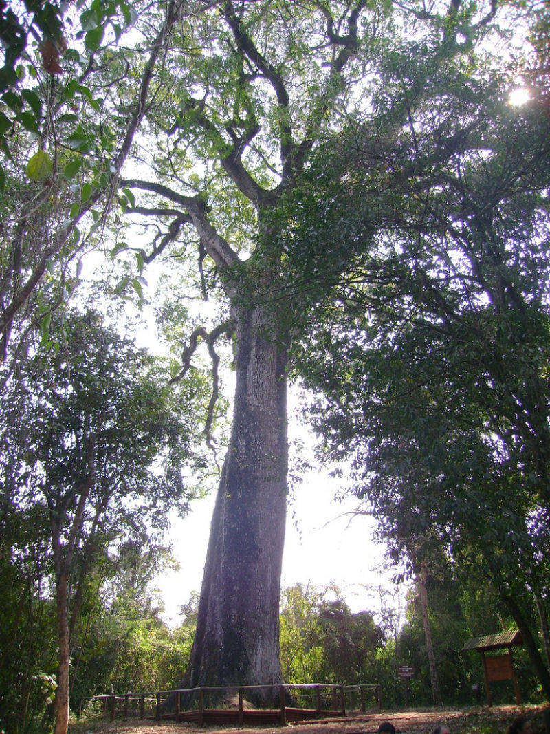 Patriarca da Floresta, belonging to the Cariniana legalis species, growing in Brazil, estimated to be around 3,000 years old.