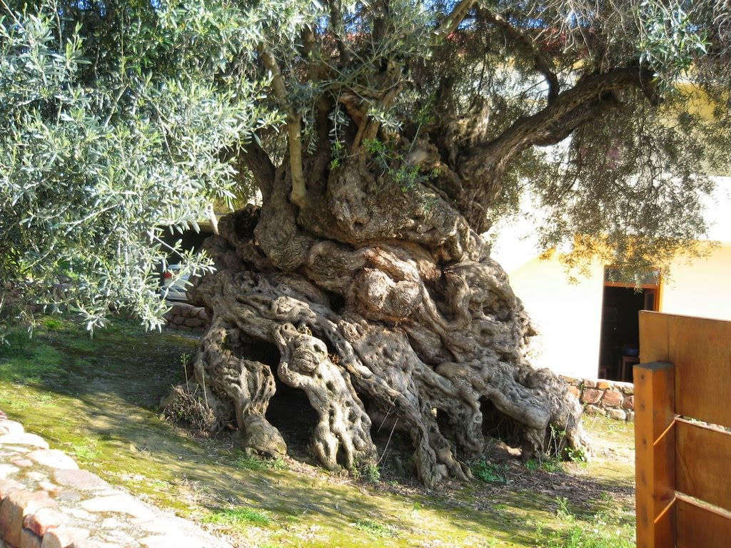 The Vouves olive tree on the island of Crete, Greece, is one of the 7 oldest olive trees in the Mediterranean, estimated to be over 3,000 years old.