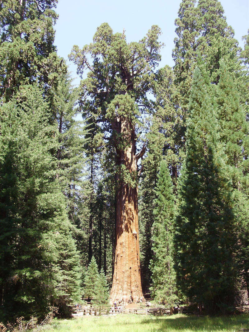 General Sherman is a giant sequoia tree located in Sequoia National Park, California, USA, with an estimated age of around 2,500 years.