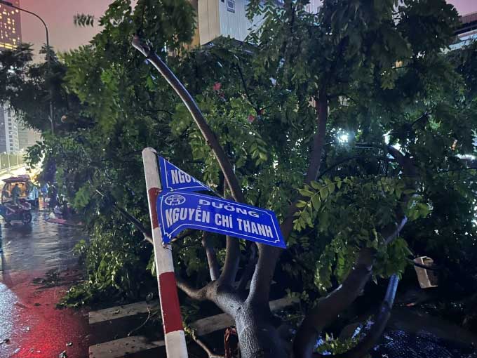 Along Nguyễn Chí Thanh Street, a large tree has fallen every 5-10 meters.