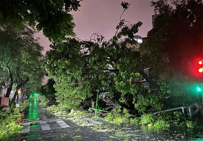 Fallen trees blocking most of Nguyen Thai Hoc Street, making it difficult for vehicles to pass.