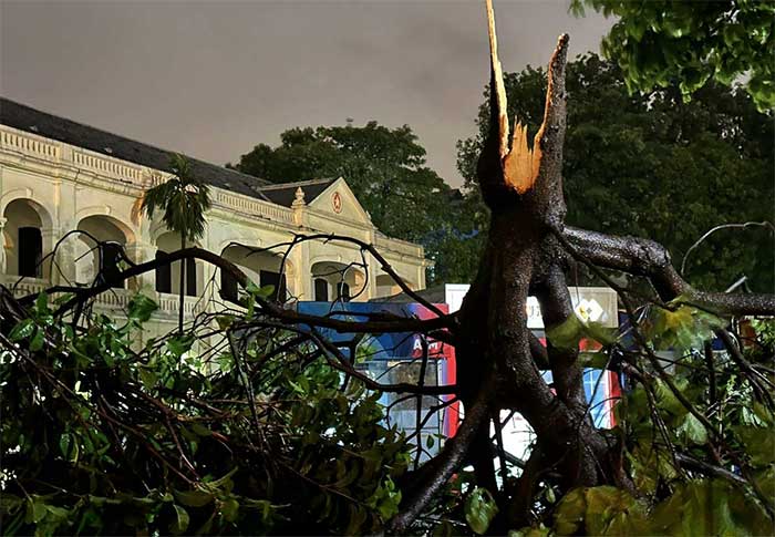 A broken tree in front of the Military History Museum on Dien Bien Phu Street.