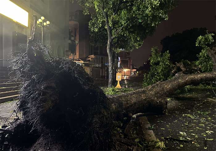 At the intersection of Dinh Le - Dinh Tien Hoang, a large tree that two people could hug was uprooted.