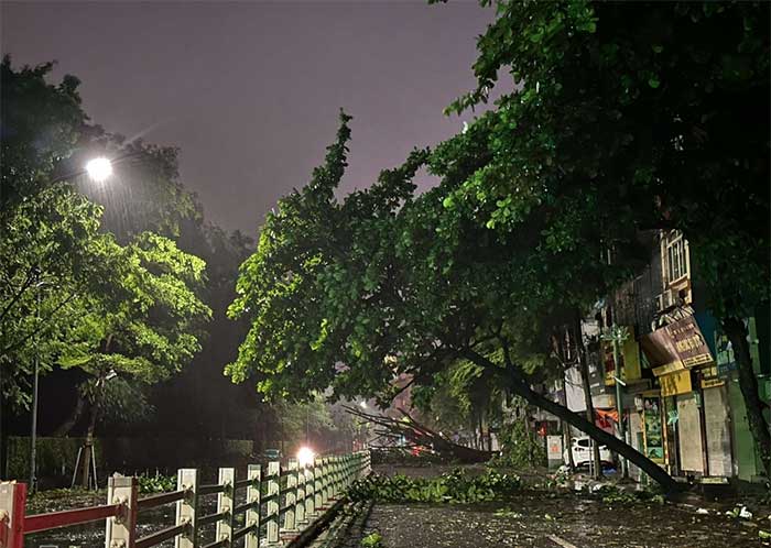 Numerous trees on Nguyen Thai Hoc sidewalk were toppled by the storm.