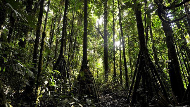 This palm tree lives in tropical rainforests.