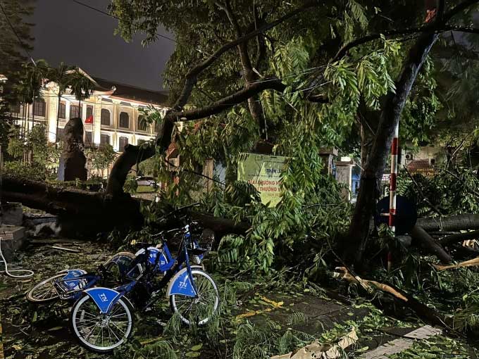 A fallen tree in front of the Vietnam Fine Arts Museum.