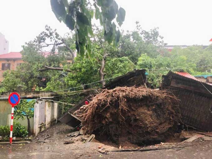 Tree uprooted in Nam Dong market area, Dong Da