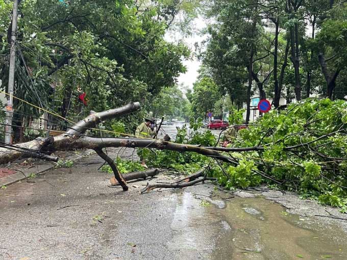 Tree down at Alley 10 Nguyen Van Huyen, Cau Giay.