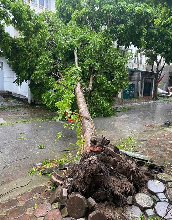 Tree down in Van Canh urban area, Hoai Duc.