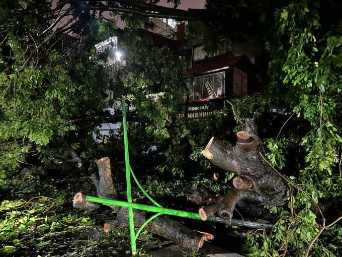 Many ancient trees were uprooted by the storm, requiring workers to cut them into sections for cleanup.