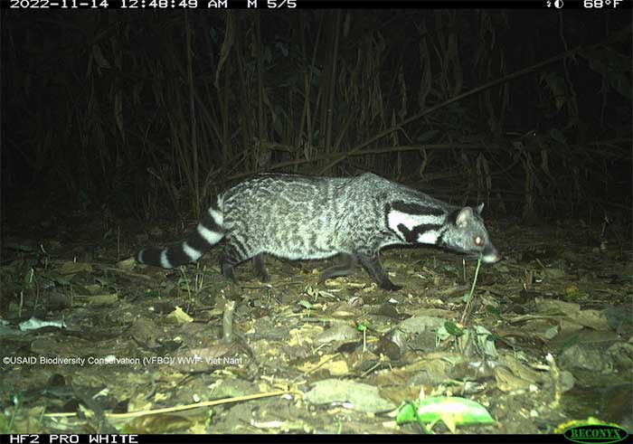 Sunda Civet