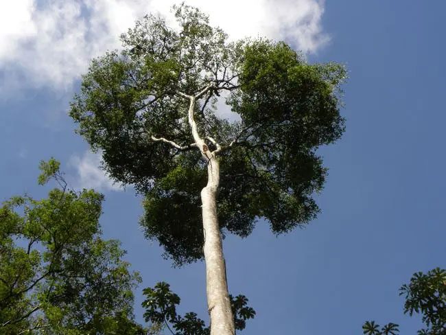 The purple heart tree has a thick trunk and wide canopy, reaching heights of 20-25m.