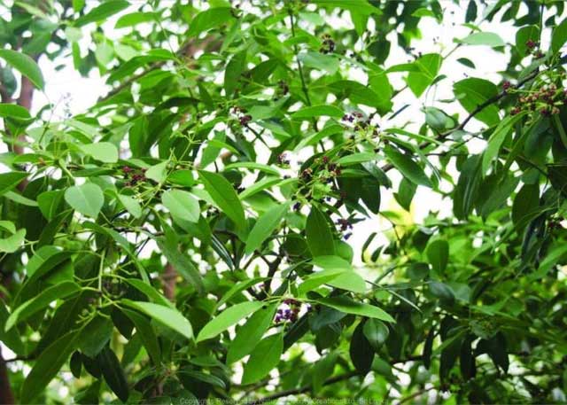 The sandalwood tree is also known as "green gold"