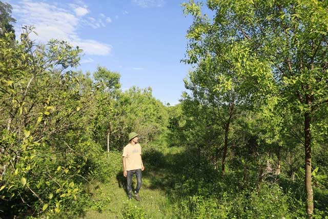 The sandalwood tree can adapt to various soil types