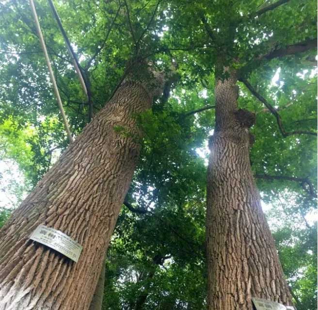 Two 115-year-old Happy Trees in Guizhou.