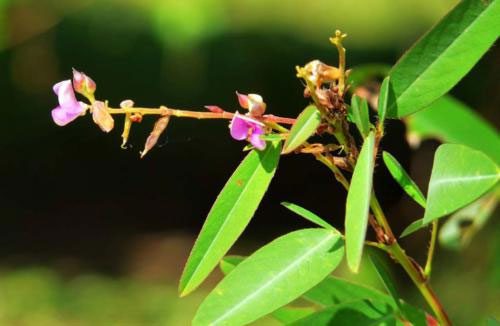 Close-up of the flowers of the "dancing" plant.