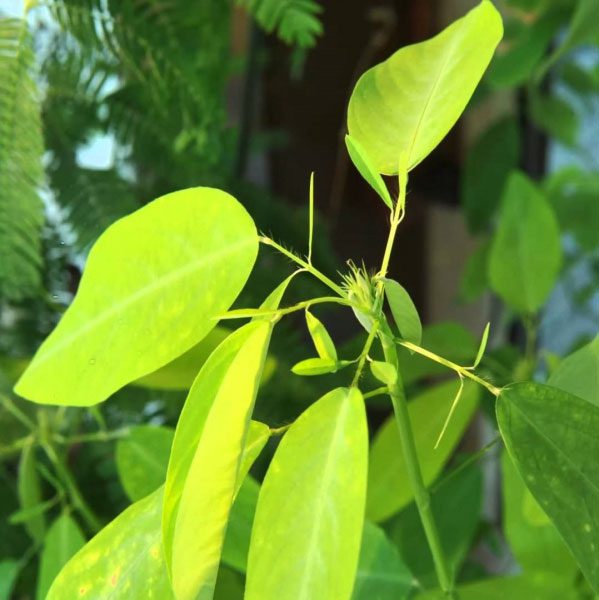 The dancing plant moves at a speed that is perceivable by the naked eye.