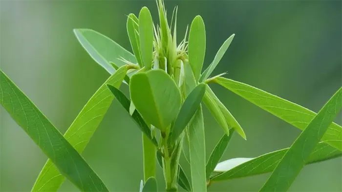 The plant capable of "dancing" when it hears sound is called the dancing plant.