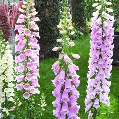 Foxglove