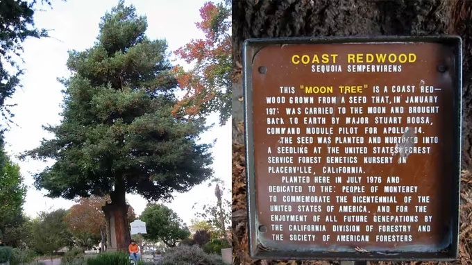 One of the "Moon trees" planted in Monterey, California (USA).