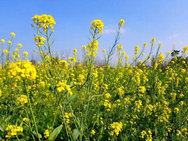 Mustard Plant