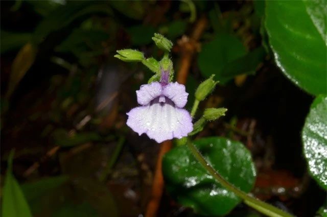 Endemic plant: Deinostigma serratum.